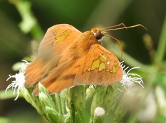 Nascus phocus