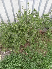 Lycium barbarum