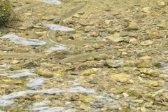 Pseudaspius hakonensis