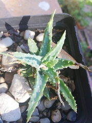 Aloe humilis