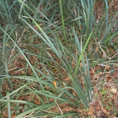 Dietes grandiflora