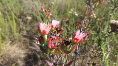 Lampranthus productus