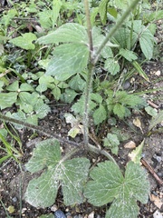 Ranunculus lanuginosus
