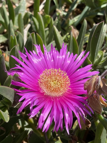 Mesembryanthemum acinaciforme L.
