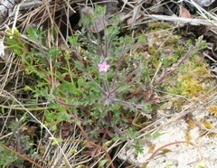Collomia heterophylla