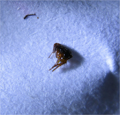 Siphonaptera