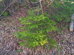 Abies holophylla