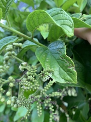 Heliotropium sarmentosum