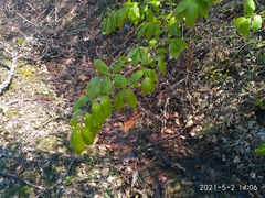 Euonymus maximowiczianus
