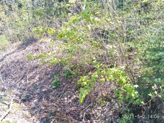 Euonymus maximowiczianus