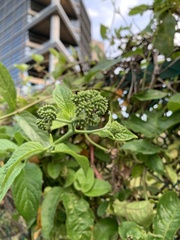 Heliotropium sarmentosum