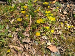 Chrysosplenium pilosum