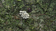 Tessaratoma papillosa