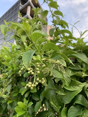 Heliotropium sarmentosum