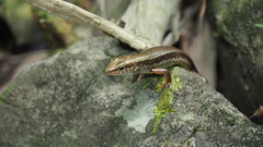 Sphenomorphus indicus