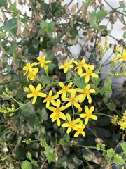 Senecio tamoides