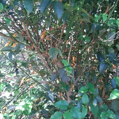 Halleria lucida