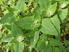 Atriplex sagittata