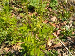 Cardamine leucantha