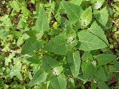 Atriplex sagittata