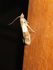 Plodia interpunctella