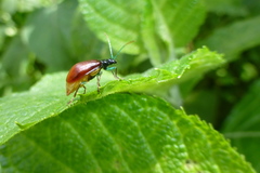 Cochabamba diversicolor