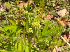 Cardamine leucantha