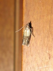 Plodia interpunctella