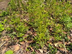 Cardamine leucantha