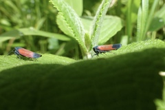 Cardioscarta flavifrons