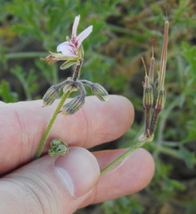 Pelargonium dolomiticum