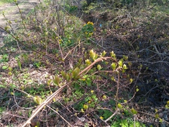 Actinidia kolomikta
