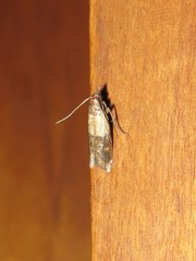 Plodia interpunctella