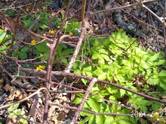 Actinidia kolomikta