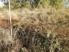 Ehretia rigida nervifolia