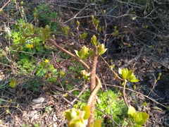 Actinidia kolomikta