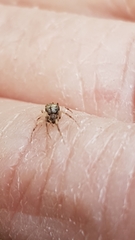 Ero aphana