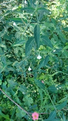 Rhinacanthus gracilis