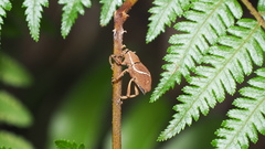 Cryptoderma formosense