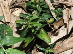 Gentiana bambuseti
