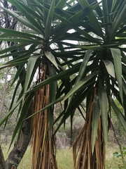 Yucca