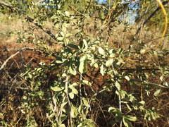 Ehretia rigida nervifolia