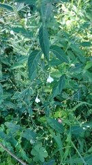 Rhinacanthus gracilis