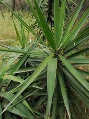 Yucca