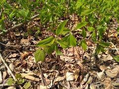 Polygonatum involucratum