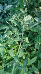 Rhinacanthus gracilis