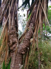 Yucca