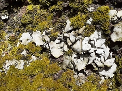 Fungi