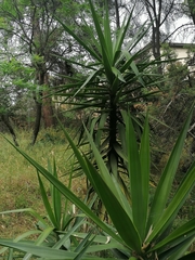 Yucca