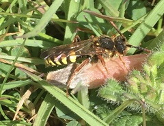 Nomada goodeniana